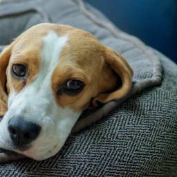 Vets Say This Hidden Outdoor Risk Can Make Dogs Seriously Sick