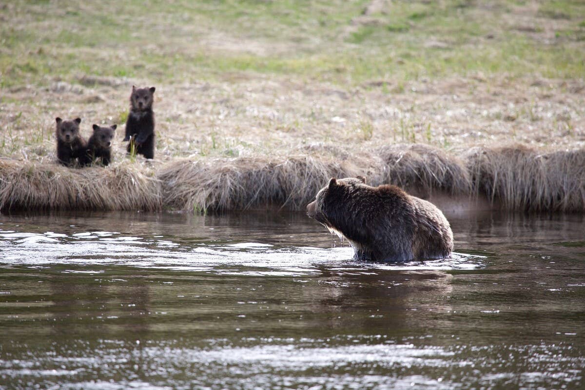Mama Bear Gently Encourages Her Cubs to Swim in a Backyard Pool—and It ...
