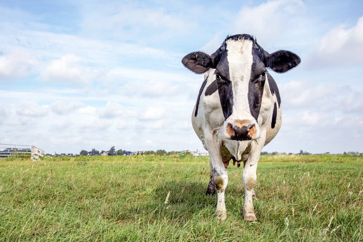 Offended Cow Jealous Cow Tries to ‘Protect’ Her Human Mom From a Dog—and the ...
