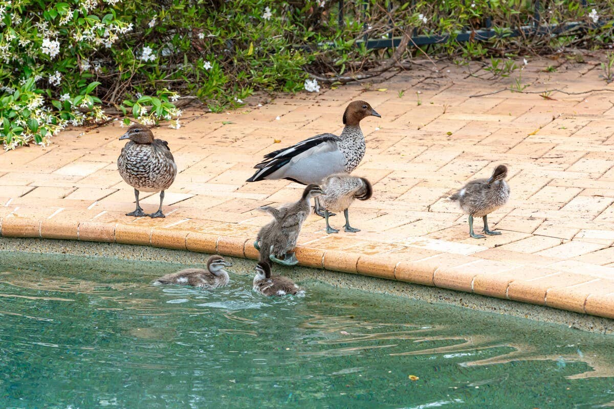 Kindhearted Man Helps Trapped Duck Family Escape Pool—and Swimmers Can ...