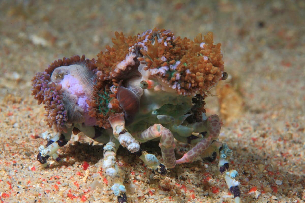 Fast Crustacean People Can't Believe How Quickly the 'Fastest Crab in Florida' Moves ...