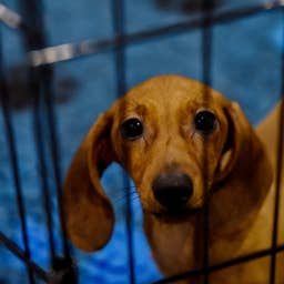 Scared Dachshund Mix Trembles at Shelter After Being Surrendered Over Housing Issues