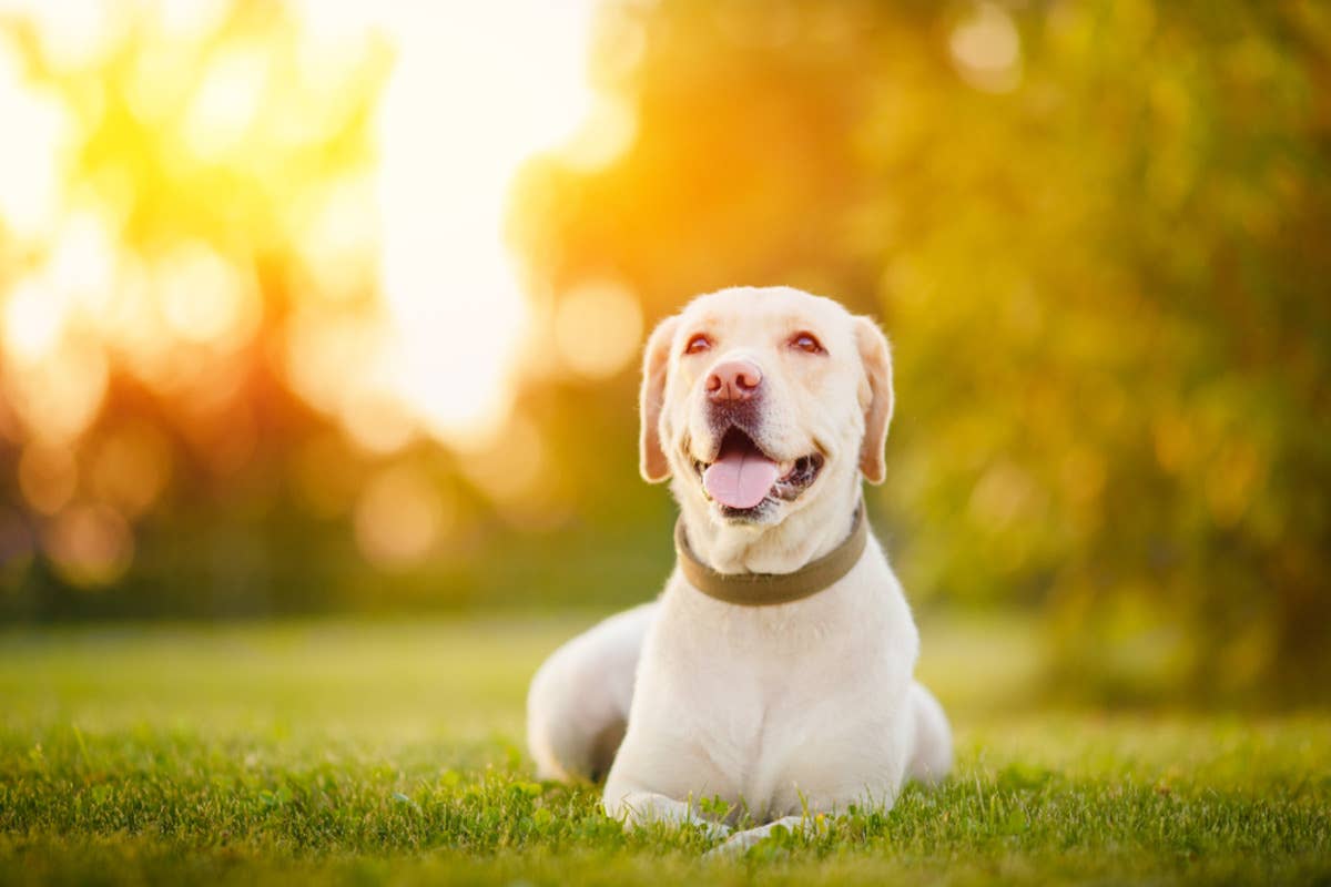 Labrador Retriever Has the Funniest Way of Stopping After a Run ...