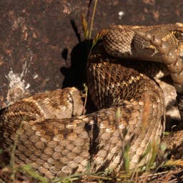 Most People Don’t Realize These 7 Rattlesnake Hotspots Exist in Nevada