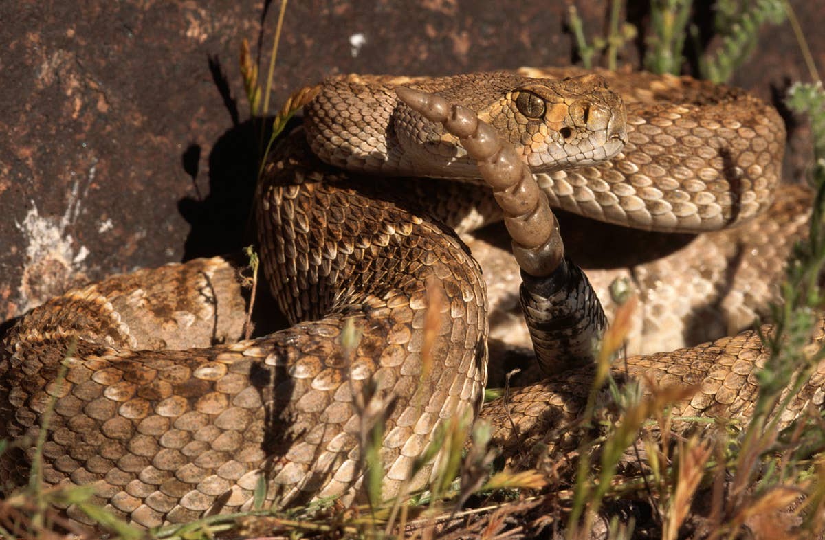 Nevada Rattlesnakes Nevada’s 7 Most Rattlesnake-Prone Areas You Should Know About - PetHelpful