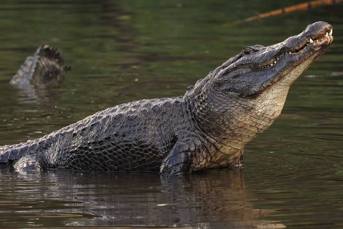 7 Alligator-Infested Places in Texas You Won’t Believe Exist - PetHelpful