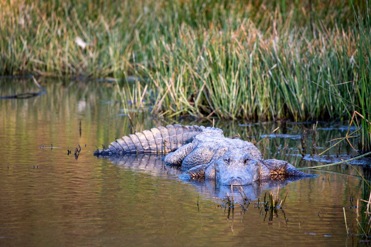 7 Alligator-Infested Places in Texas You Won’t Believe Exist - PetHelpful