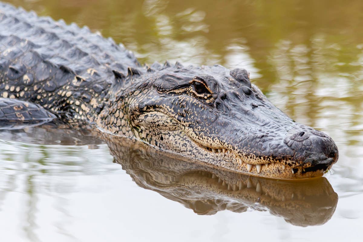 7 Alligator-Infested Places in Texas You Won’t Believe Exist - PetHelpful