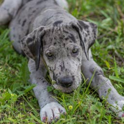 Great Dane Puppy Meets a Pet Iguana—And No One Expected What Happened Next