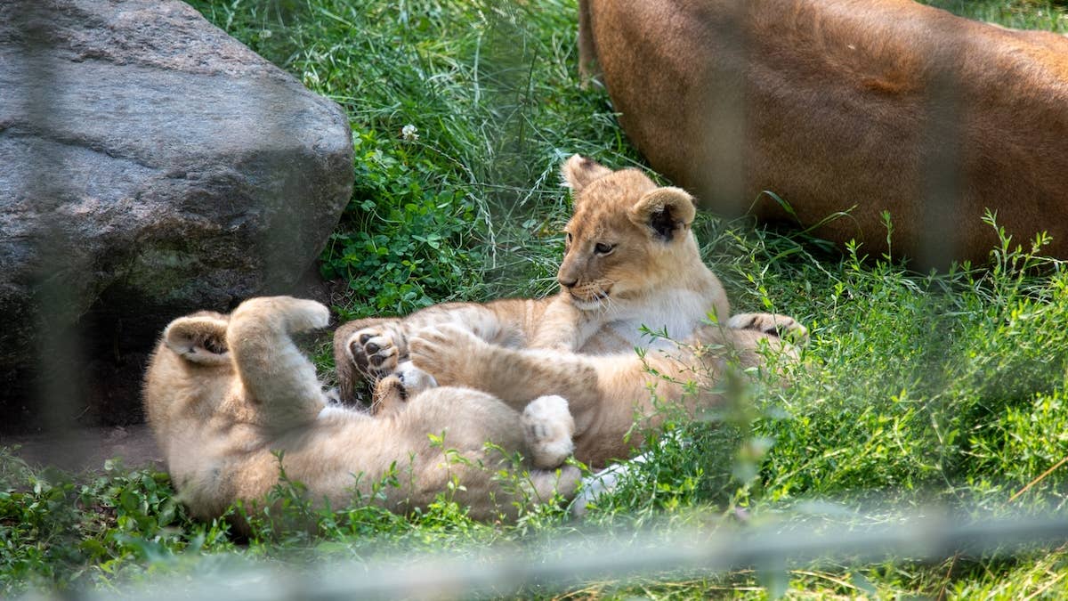 Toddler ‘Plays’ With Lion Cubs—Then Everything Changes When Their Mom Shows Up - PetHelpful image