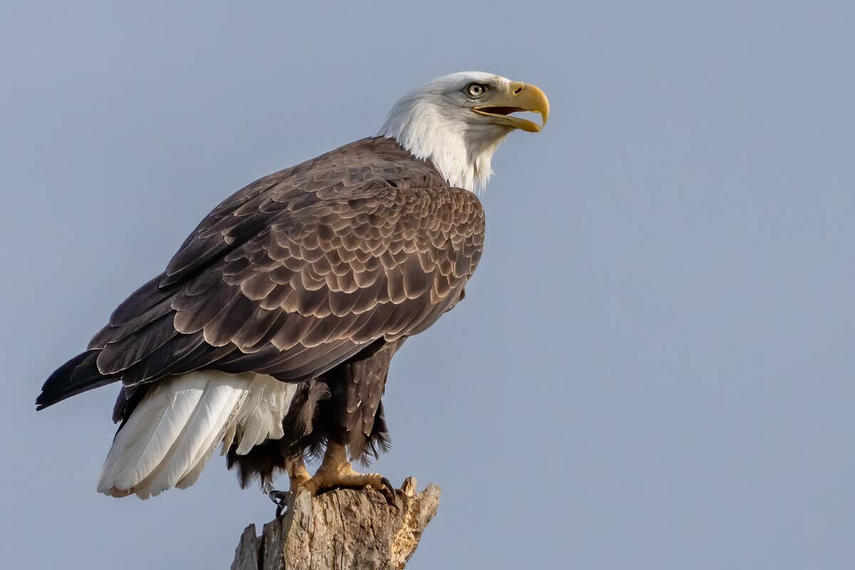 Bald Eagle Insists on Bringing All Her Toys Into the Pool—and It’s the ...