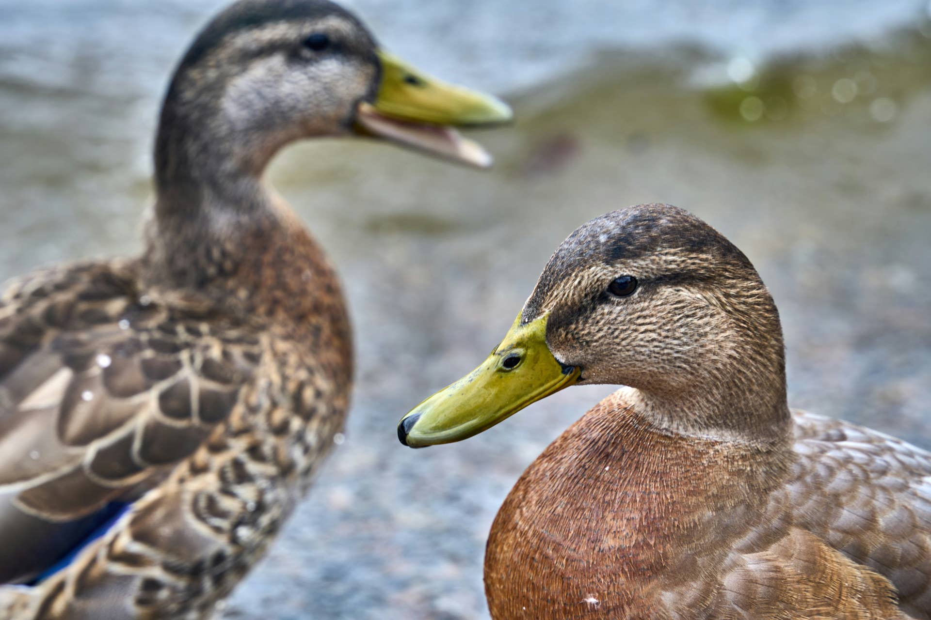 Monica and Phoebe Turn Frozen Peas into Chaotic Duck Race—and It's Over Before You Can Blink