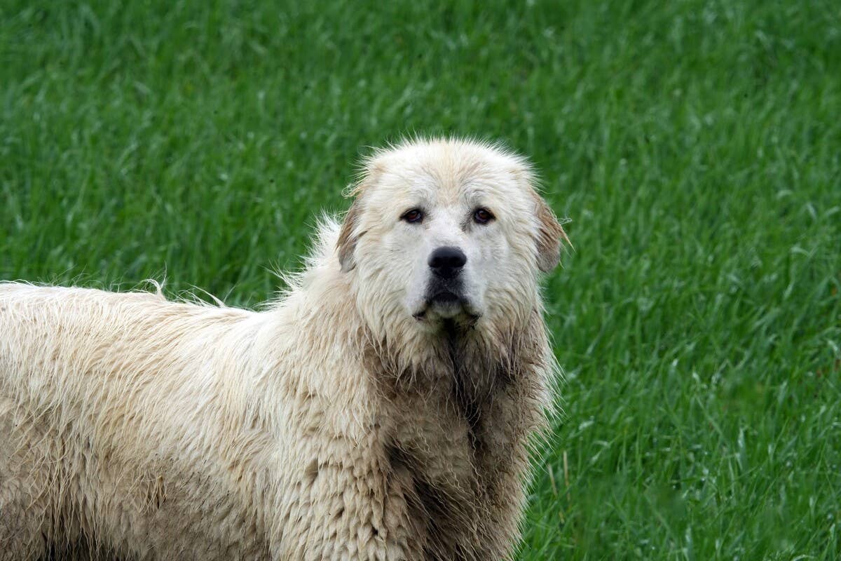 Great Pyrenees Farm Dog’s Self-Cleaning Coat Has Viewers Completely ...