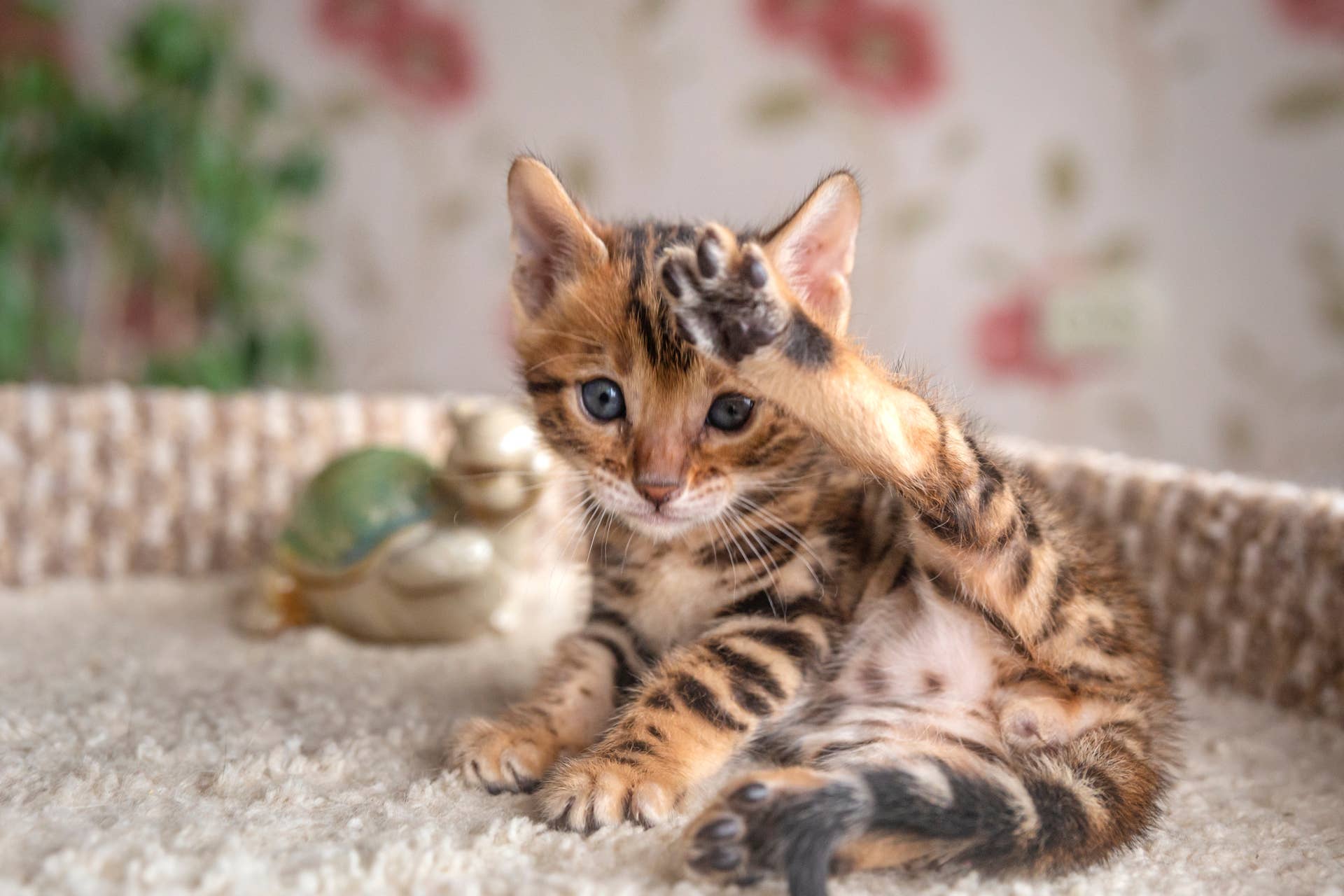 Post Kitten A Tiny 4-Month-Old Kitten Was Covered in Industrial Glue—And His ...