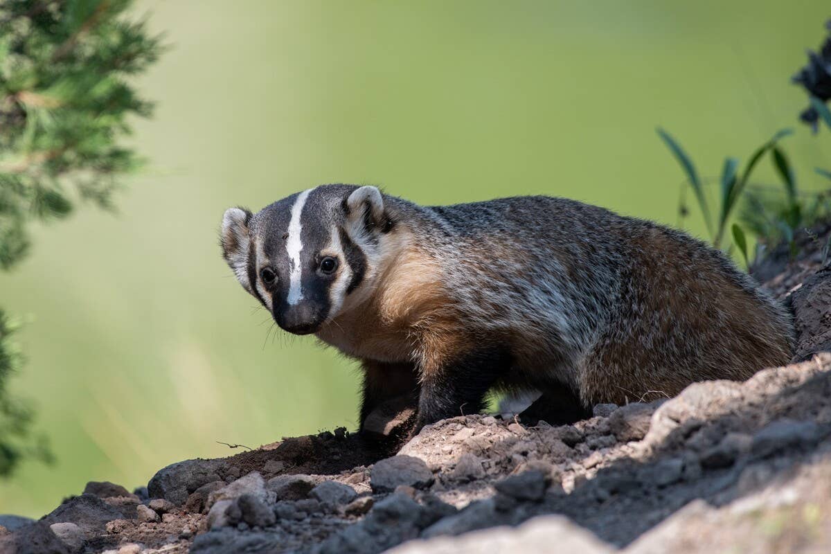 Badger Who Only ‘Comes Out on Her Terms’ Is As Scary As She Is Cute ...