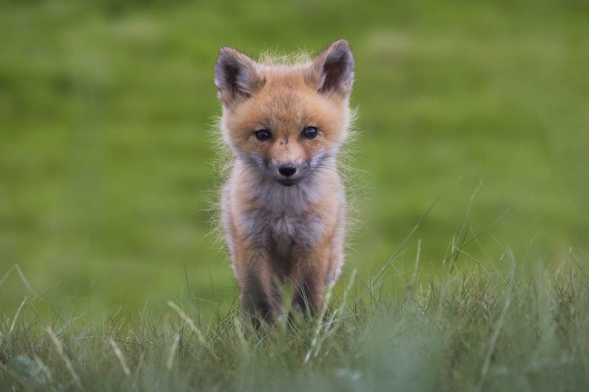 Tiny Fox Abandoned By Its Mother Finds A Second Chance Thanks To A tiny-fox-abandoned-by-its-mother-finds-a-second-chance-thanks-to-a