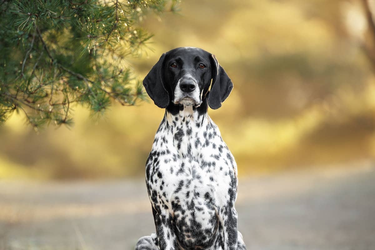 Family's Garage Caught Fire While They Slept — Their Dog’s Quick ...