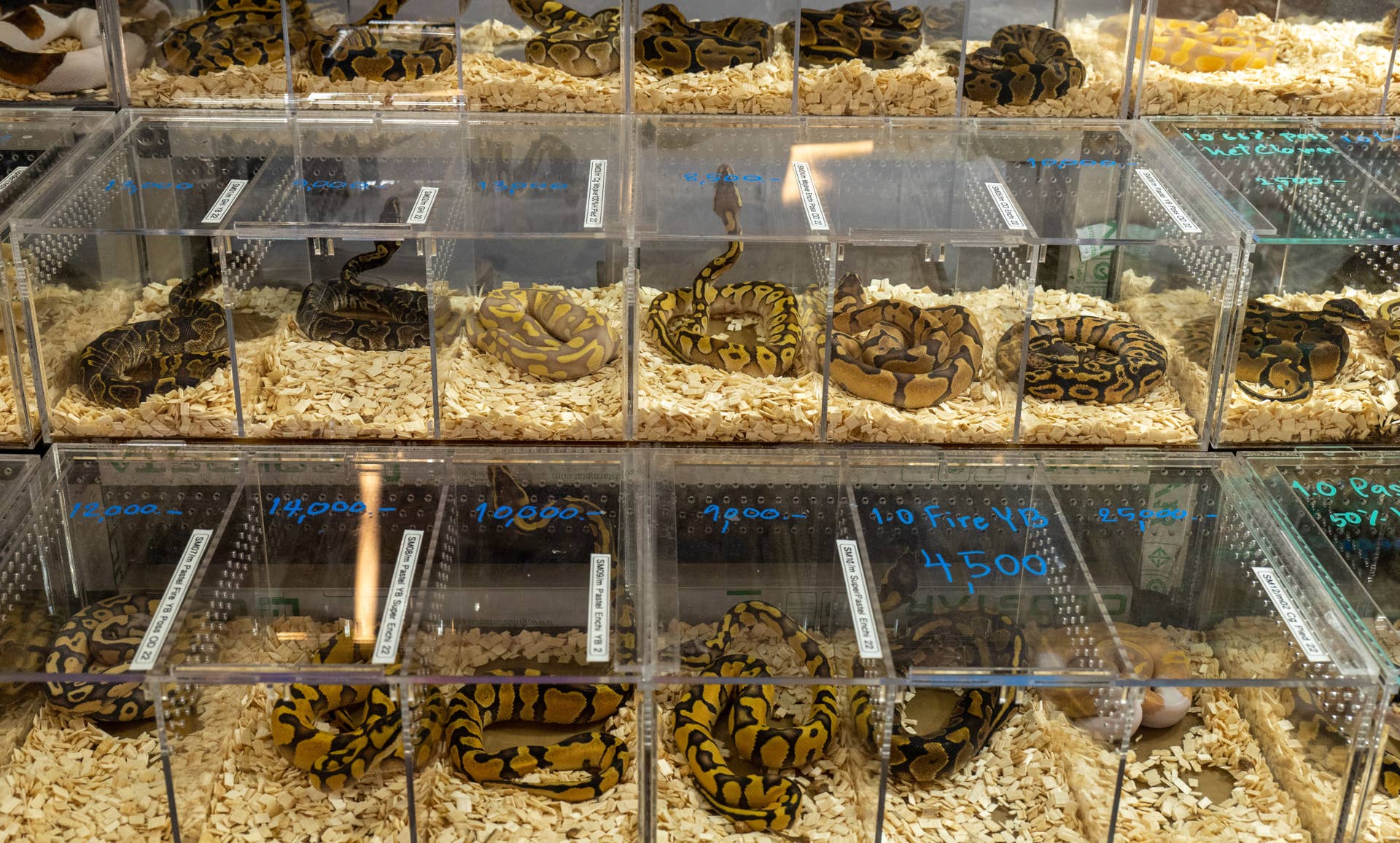 Snake. Shop 7 Wildlife Animals You Can Actually Own as Pets - PetHelpful