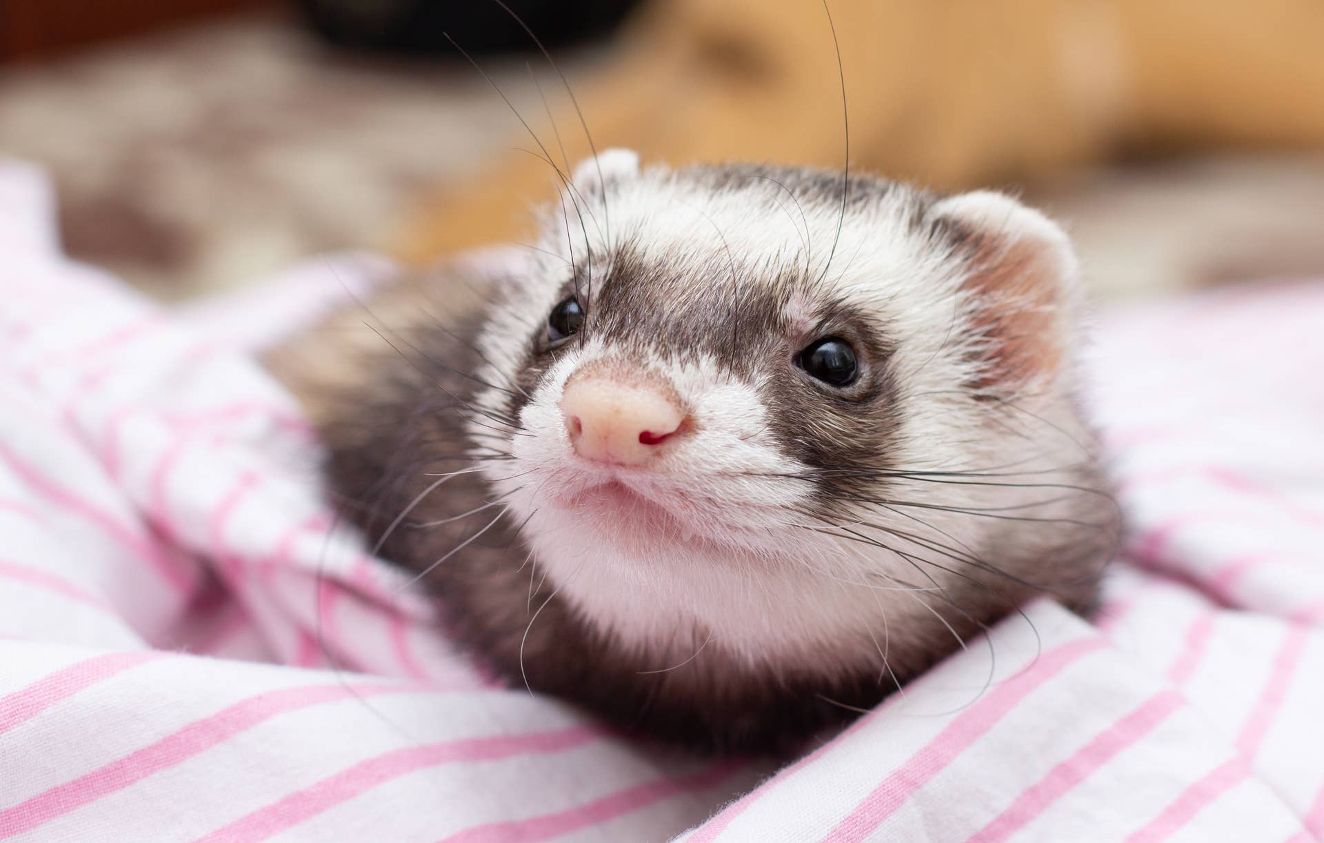 7 Wildlife Animals You Can Actually Own as Pets - PetHelpful