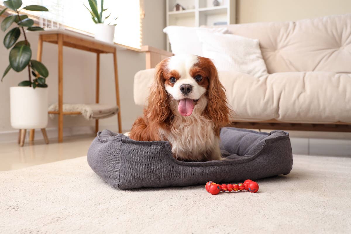 Looking for a Lapdog? This Cuddly Breed Is Ranked No. 1 - PetHelpful