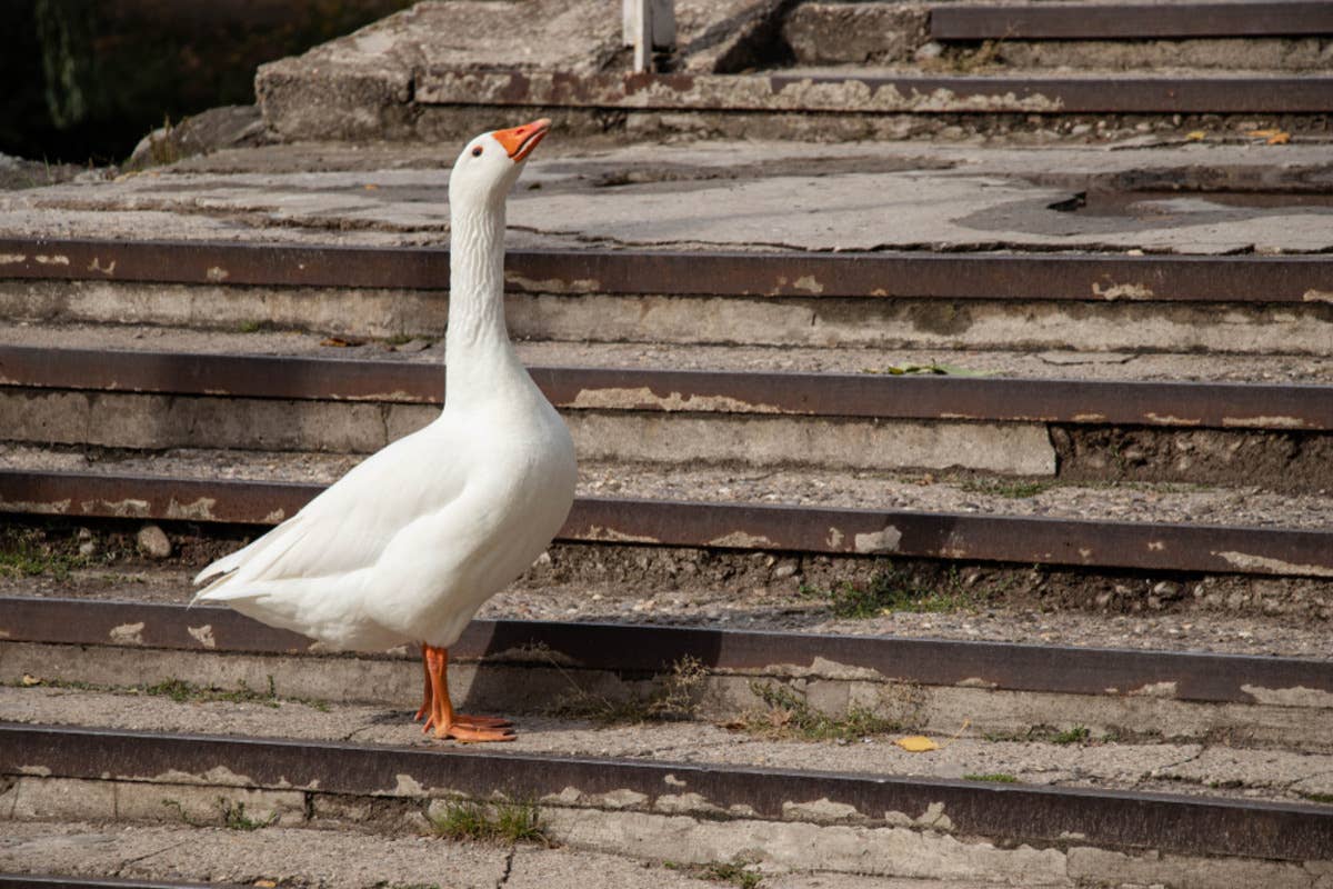 This Goose Looks Very Proud of Herself After Finally Figuring Out the ...