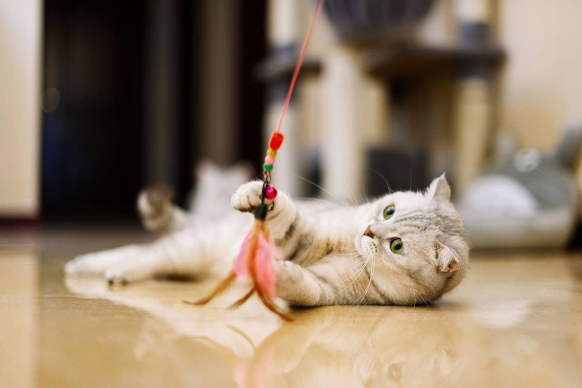 200 Funny Cat Names Silly Clever And Ridiculous Options PetHelpful 200-funny-cat-names-silly-clever-and-ridiculous-options-pethelpful