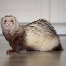 200 Ferret Names That Are Almost Too Cute to Handle
