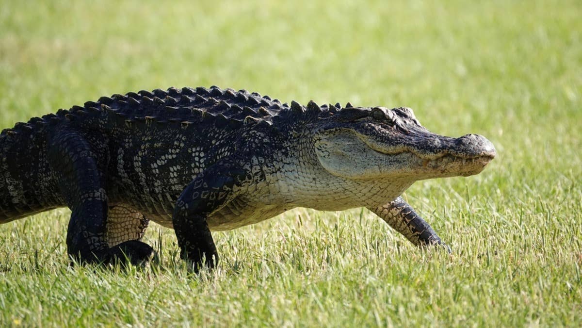 PEARLYGATES 動物 Crocodile アニマル 総柄 golf 人気 Massive Alligator Spotted on Florida Golf Course and It's Unreal