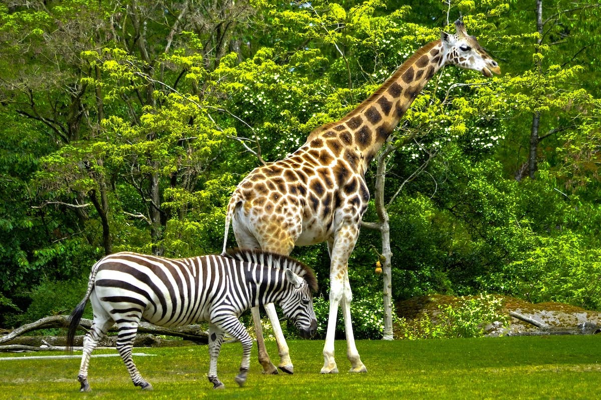 Unlikely Giraffe and Zebra Friendship Has Visitors Doing Double