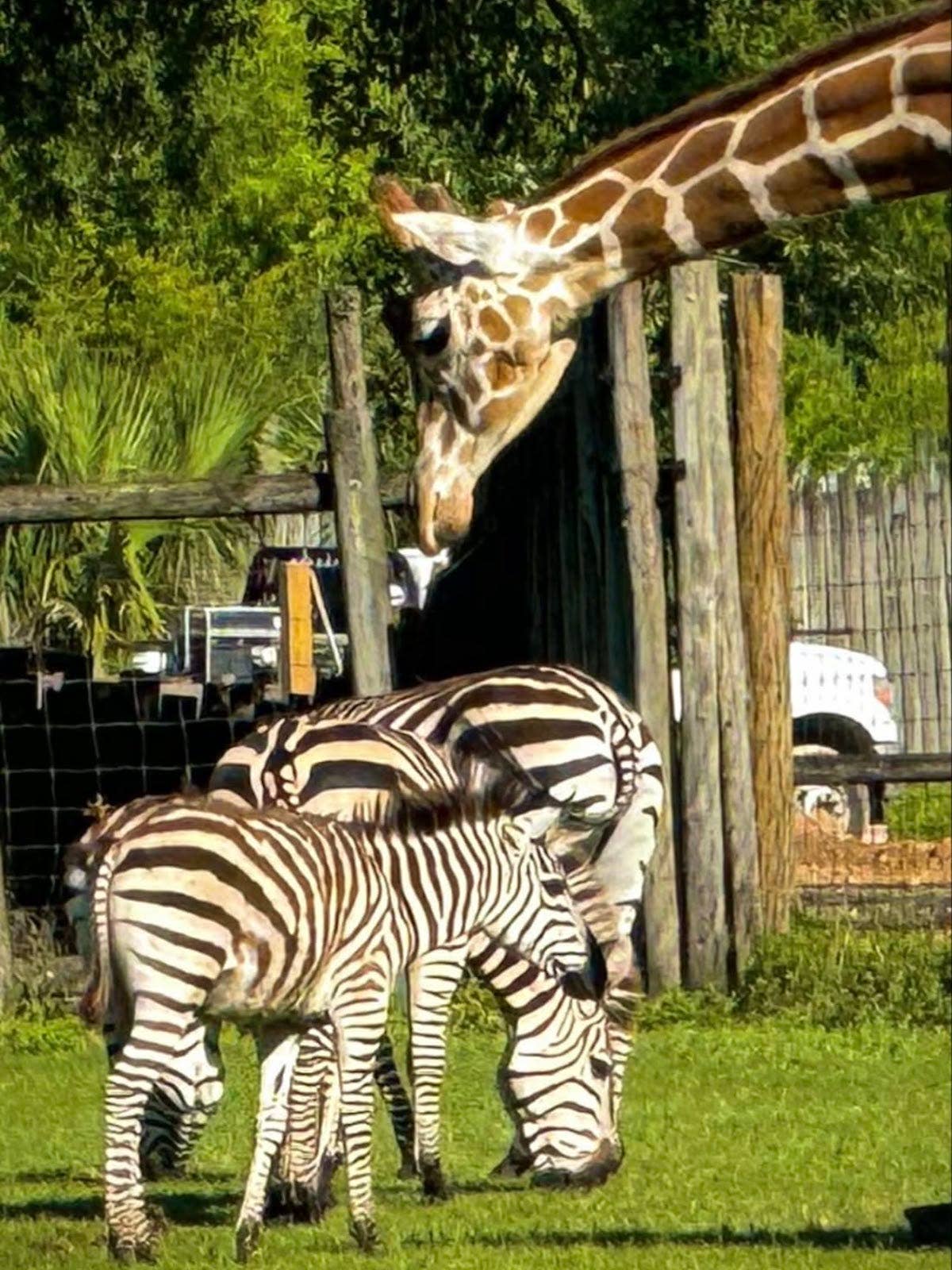 Unlikely Giraffe and Zebra Friendship Has Visitors Doing Double