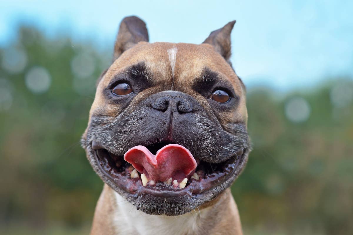 Flat-faced dogs breathing treatment