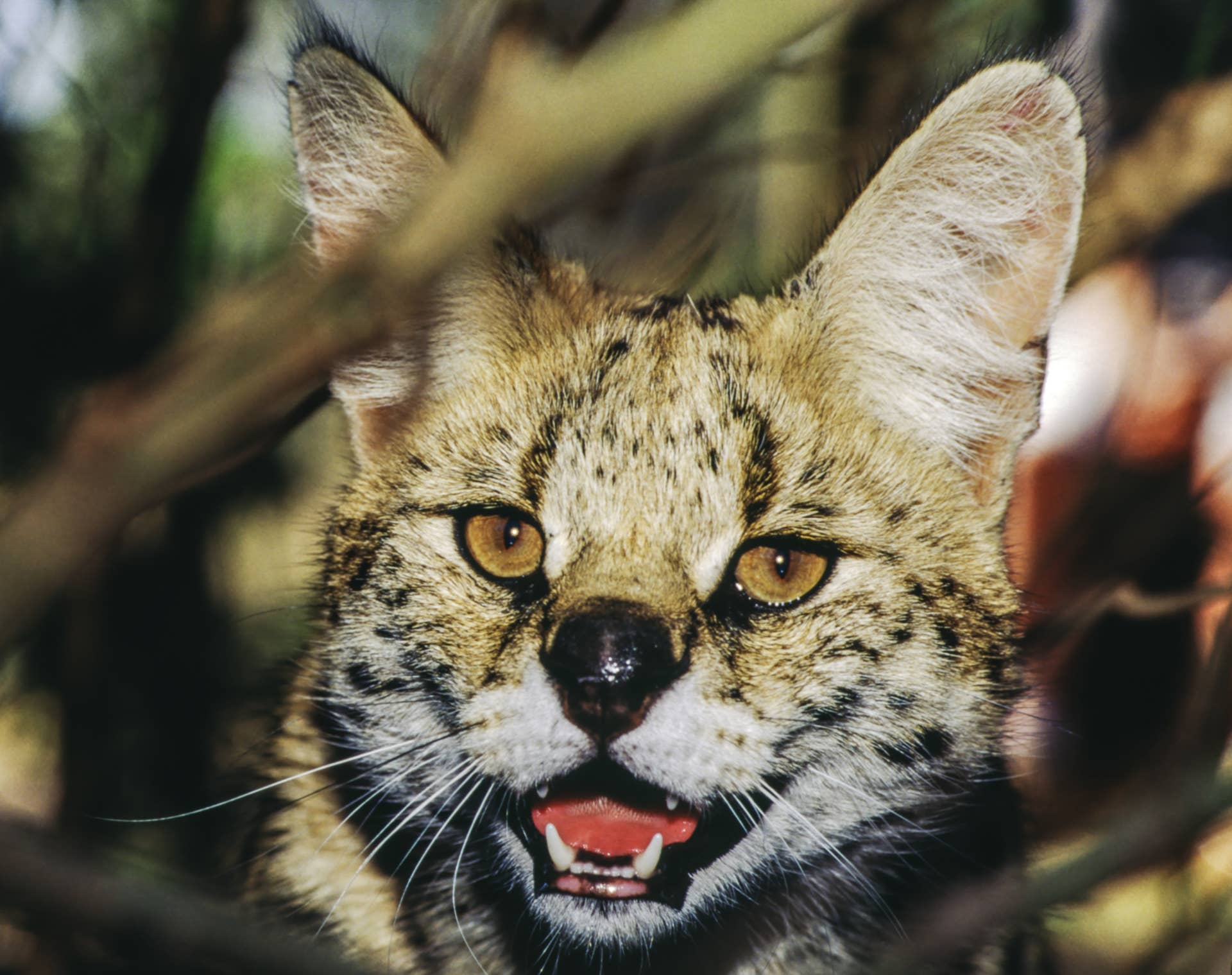 Bobcat Ends Up Inside House After Dog Makes One Terrible Decision ...