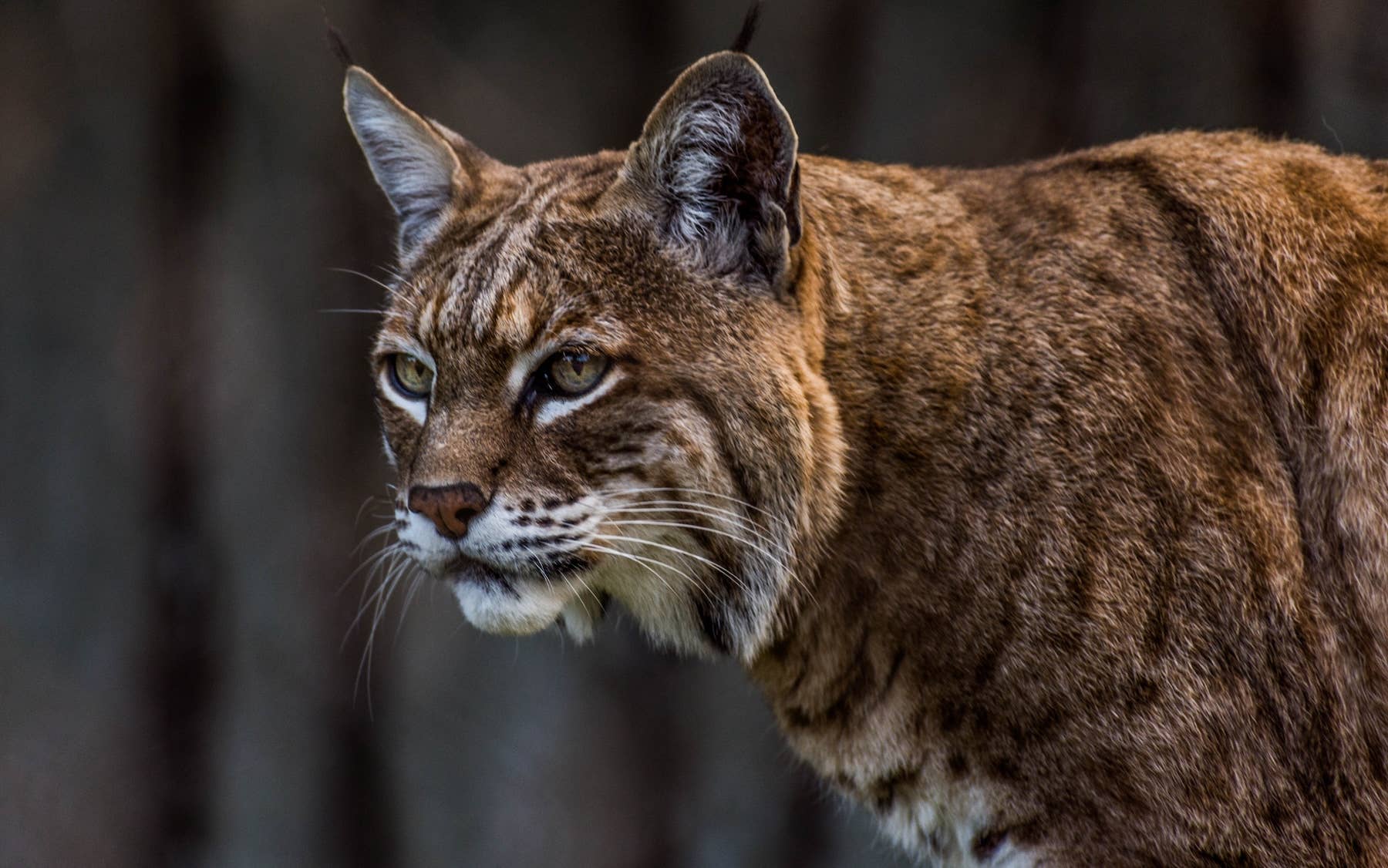 Bobcat Ends Up Inside House After Dog Makes One Terrible Decision ...