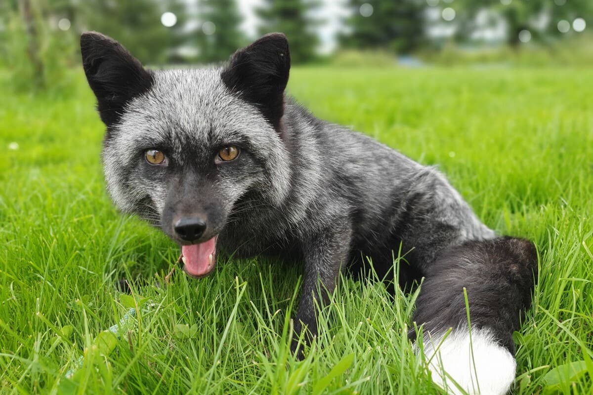 Fox’s Failed ‘Sneak Attacks’ on Human Mom Are Pure Wholesome Chaos ...