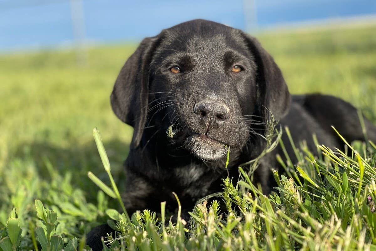 Gallery Detail: Is Your Dog Eating Grass Vet Says There Are 3