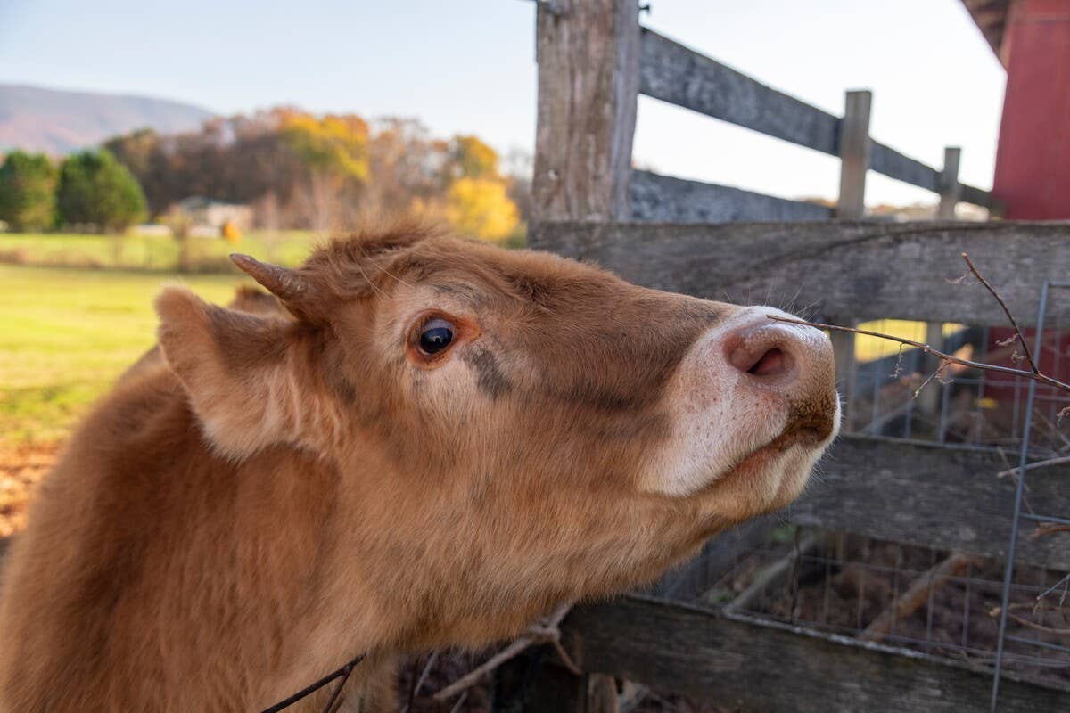 Massive Cow Pouts After Mom Won’t Let Her Play With Tiny Bunny—and It’s ...