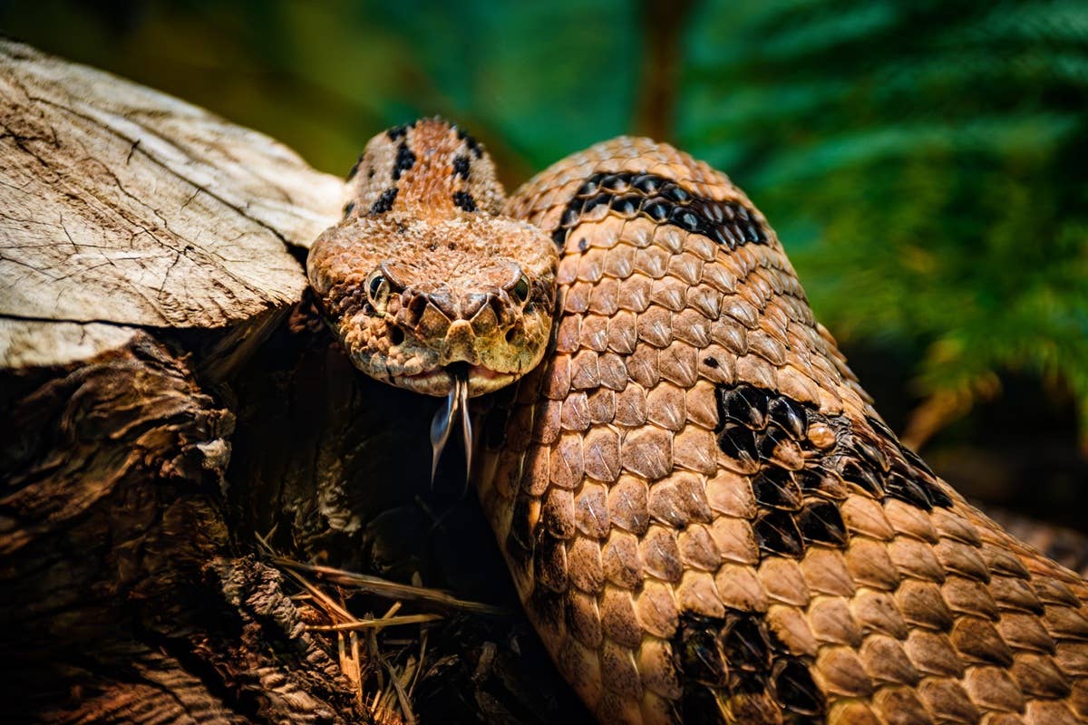 Nj Rattlesnake 6 Rattlesnake Hotspots in New Jersey (Including 1 Surprising Location ...