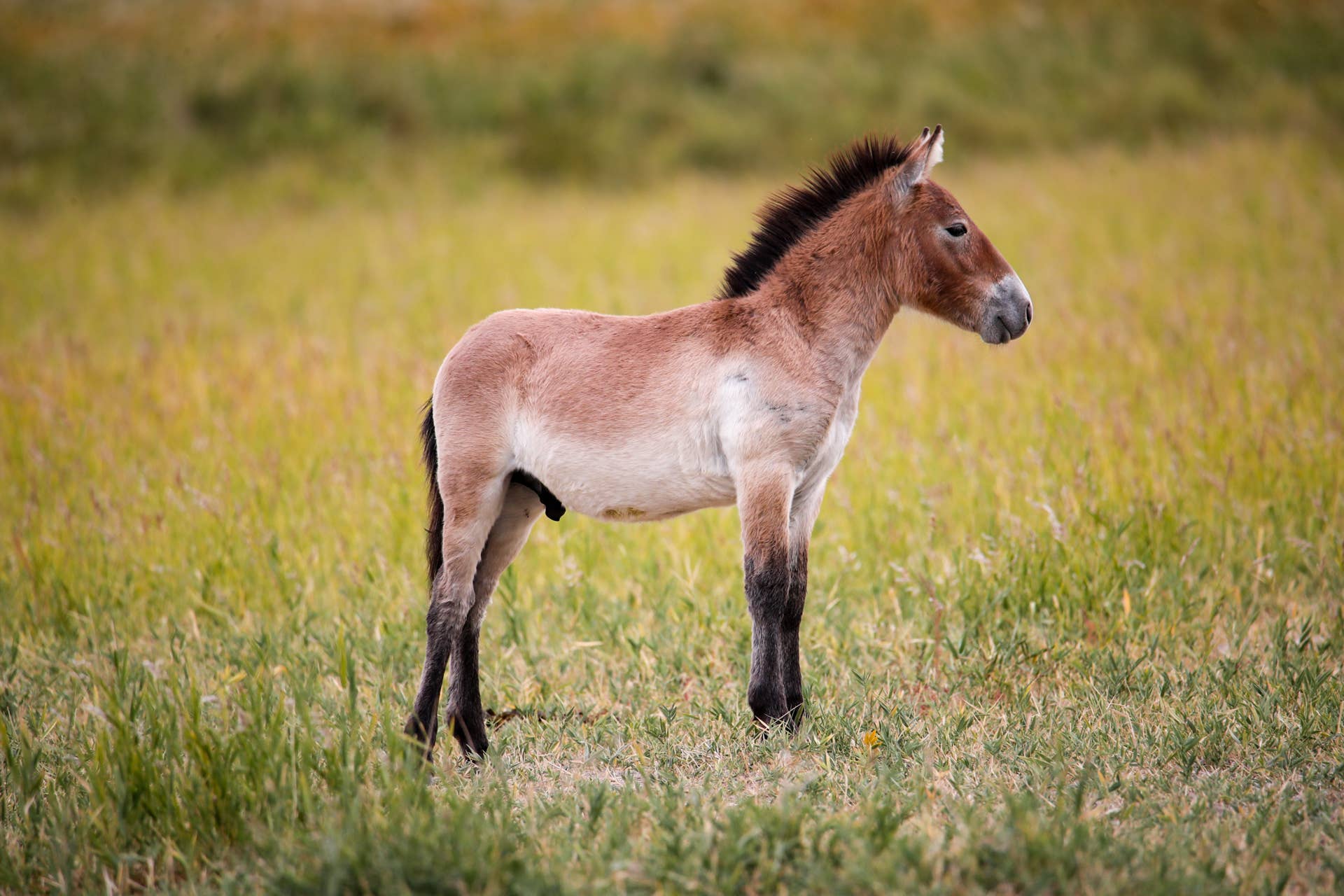 A Rare 'Extinct' Horse Was Just Born at the Bronx Zoo—But Visitors