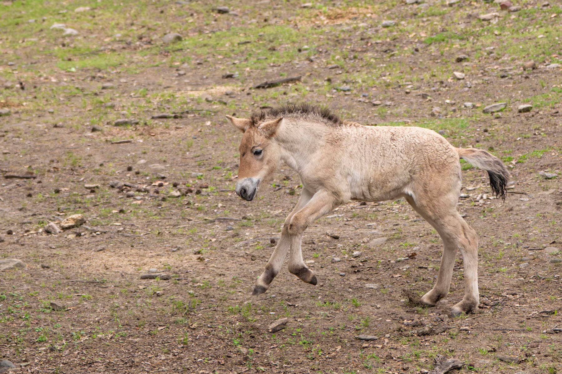 その他 Baby Horse was headed to the core A Rare 'Extinct' Horse Was Just Born at the Bronx Zoo—But Visitors