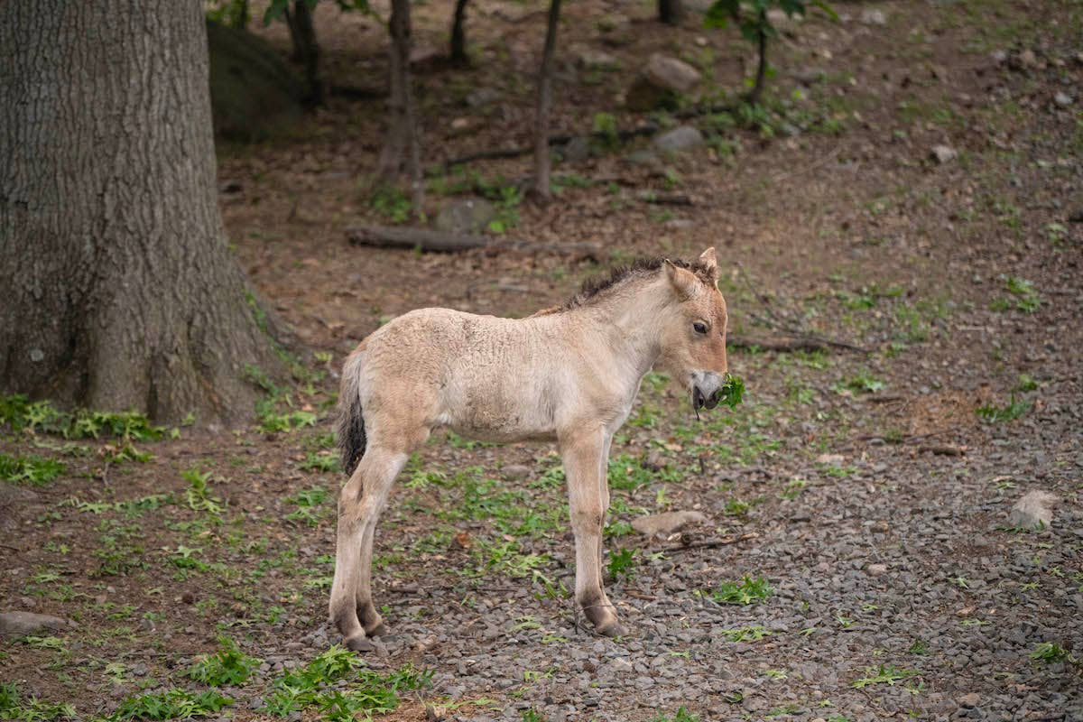 A Rare 'Extinct' Horse Was Just Born at the Bronx Zoo—But Visitors