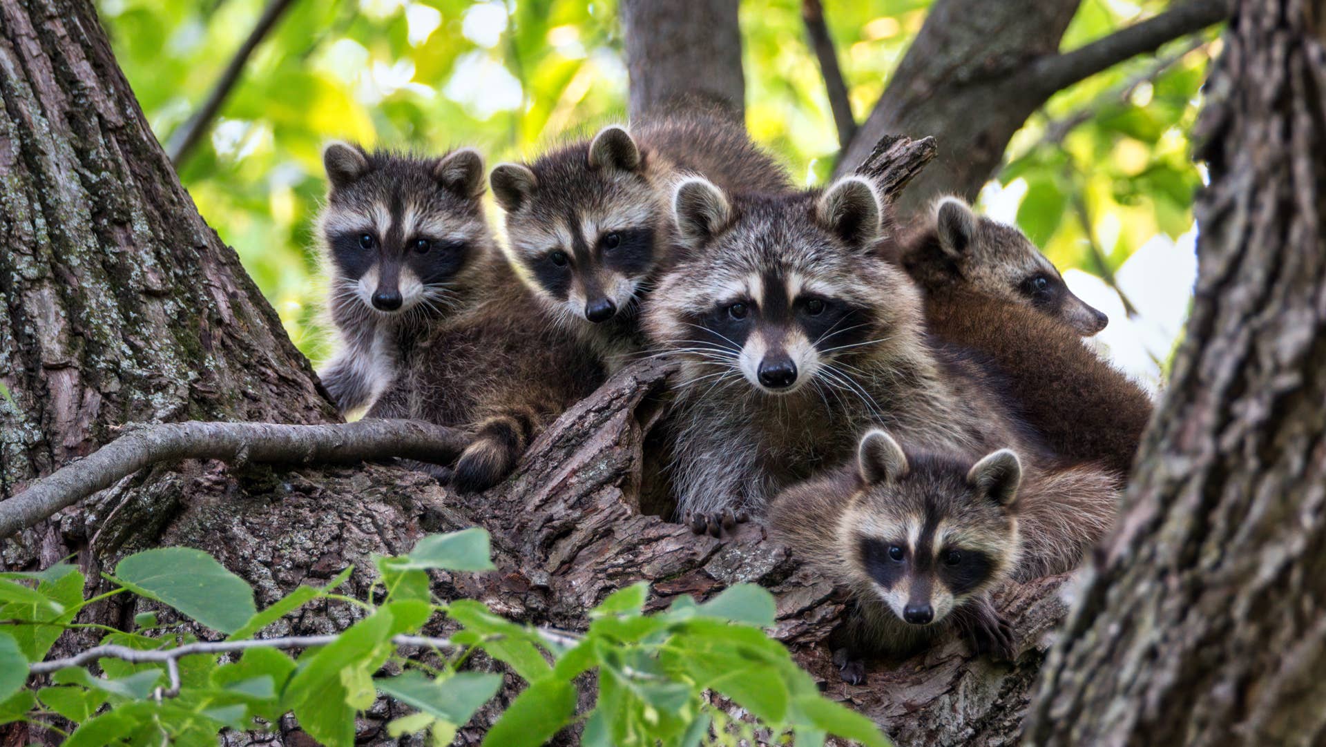 Raccoon Family Peeking Out of Tree Home Might Be the Cutest Family in ...