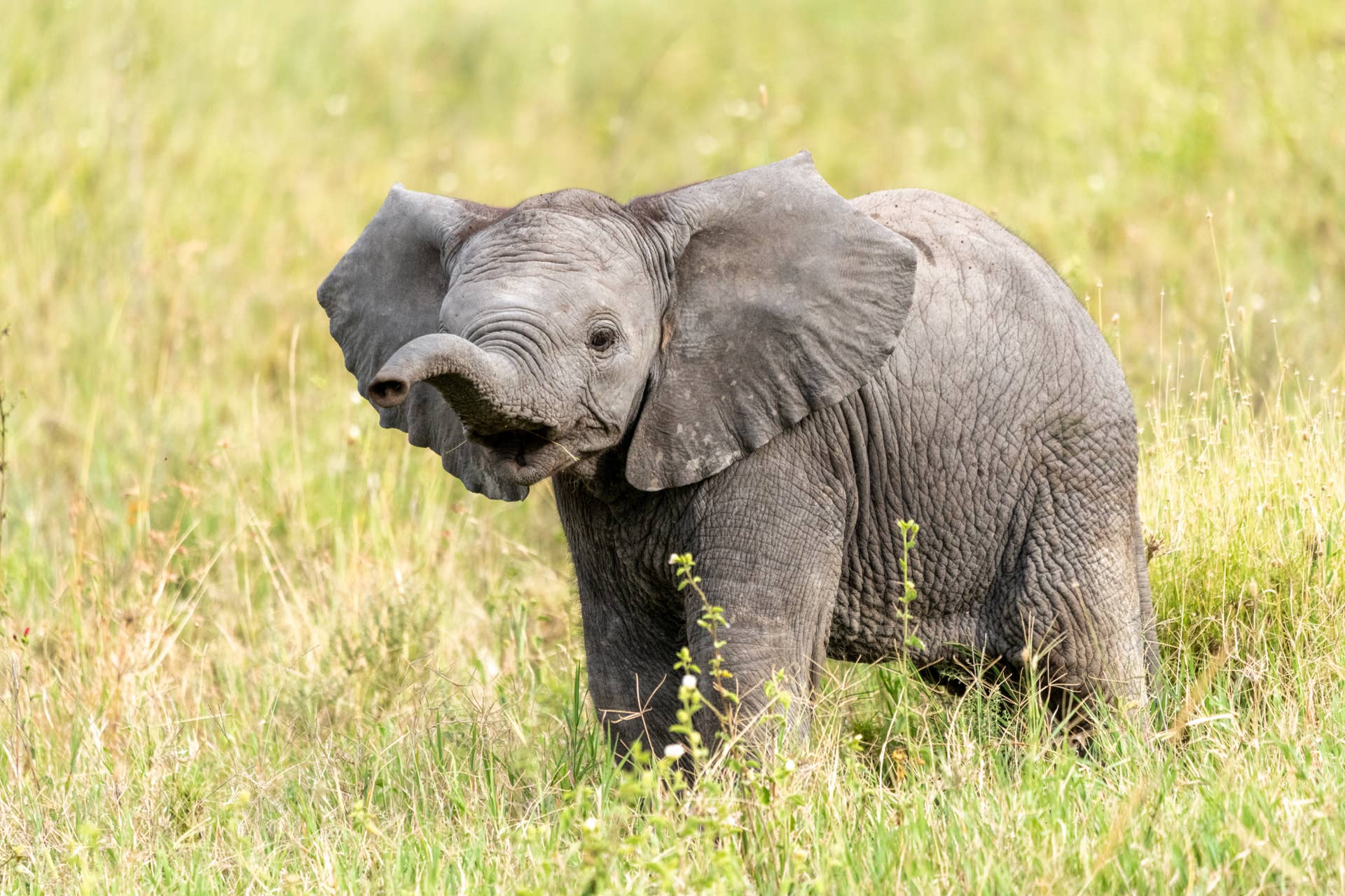 adorable-baby-elephant-at-zoo-plays-with-a-ball-and-we-are-in-love