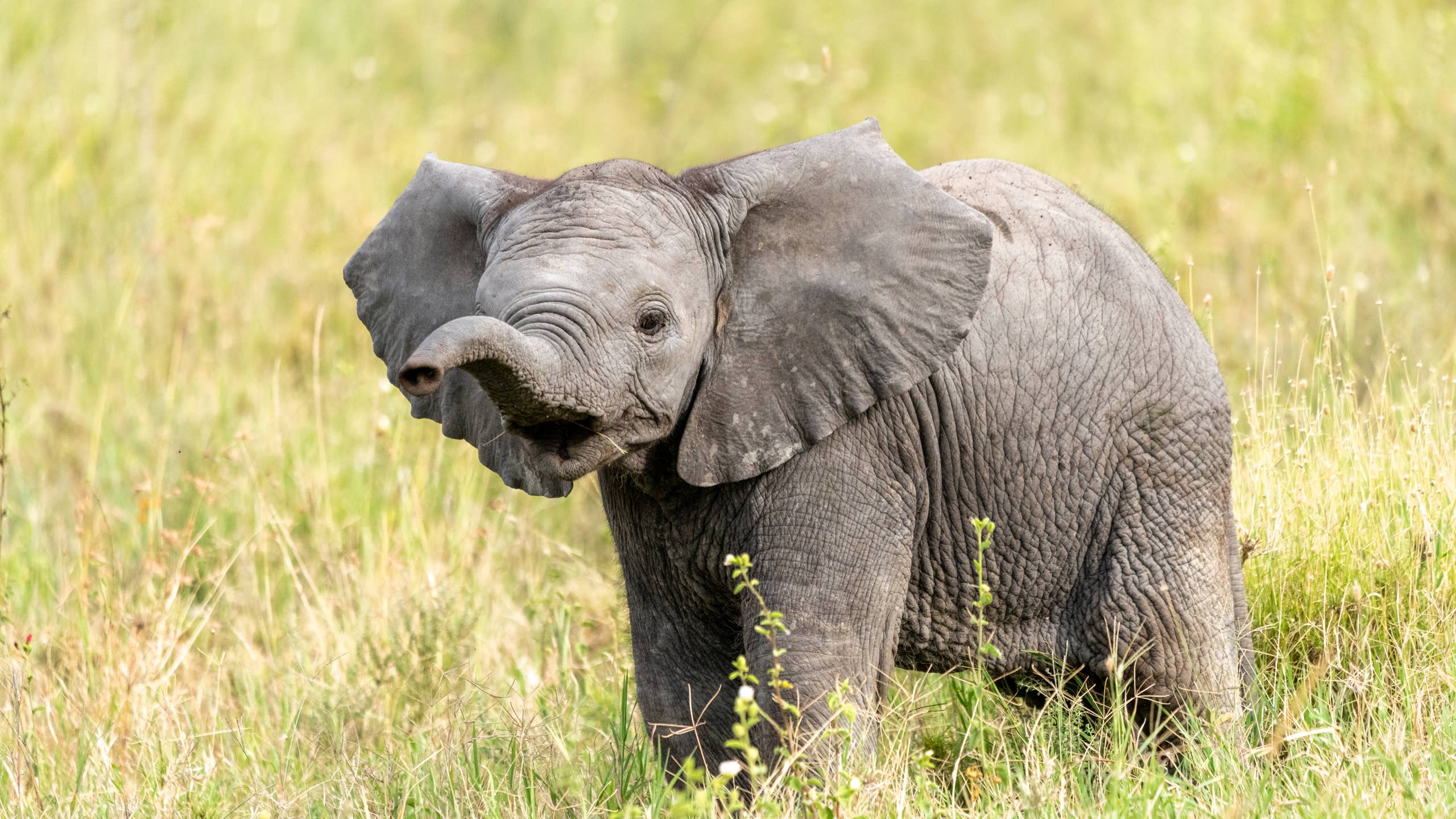 Adorable Baby Elephant At Zoo Plays With A Ball And We Are In Love adorable-baby-elephant-at-zoo-plays-with-a-ball-and-we-are-in-love