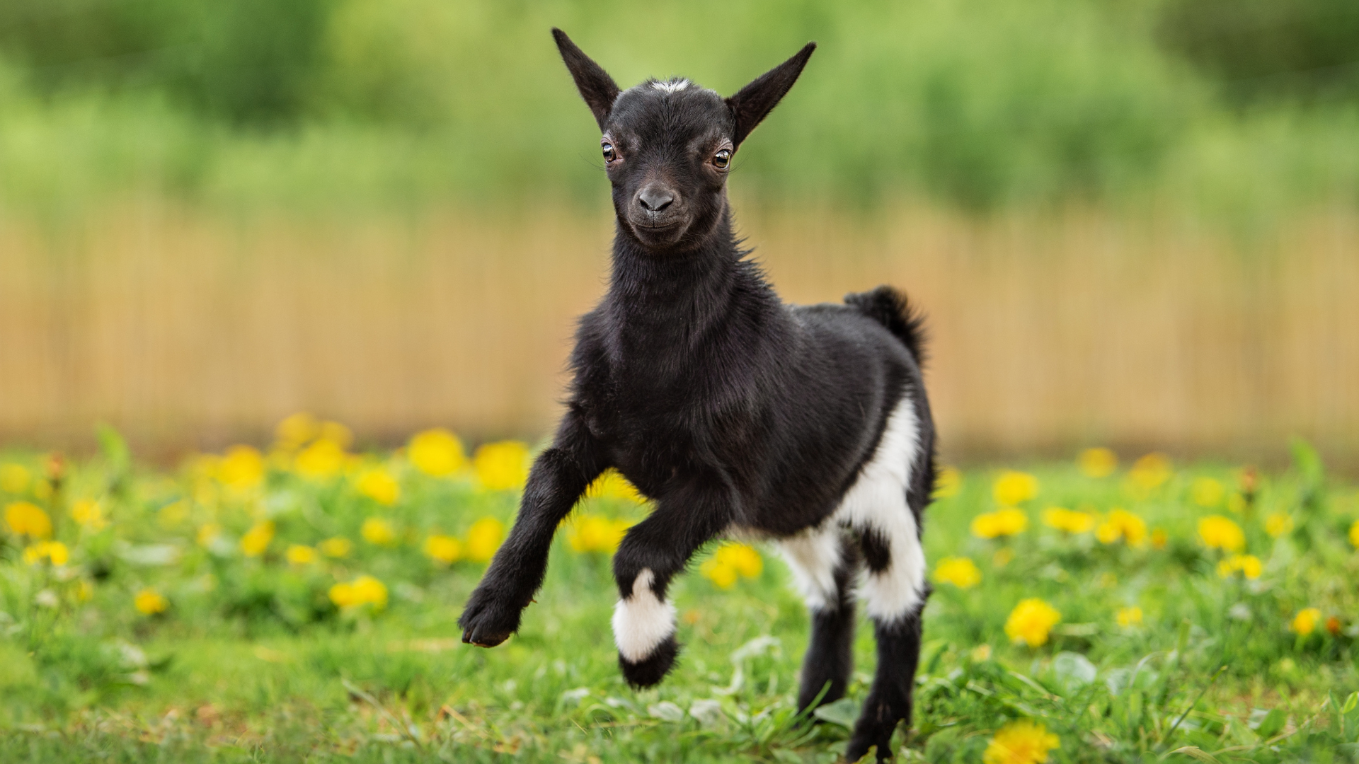 Mini Goat Has a Very Unusual Way of Getting Around Thanks to His Pig ...
