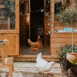 The Best Farm Animals for Beginners, According to an Expert