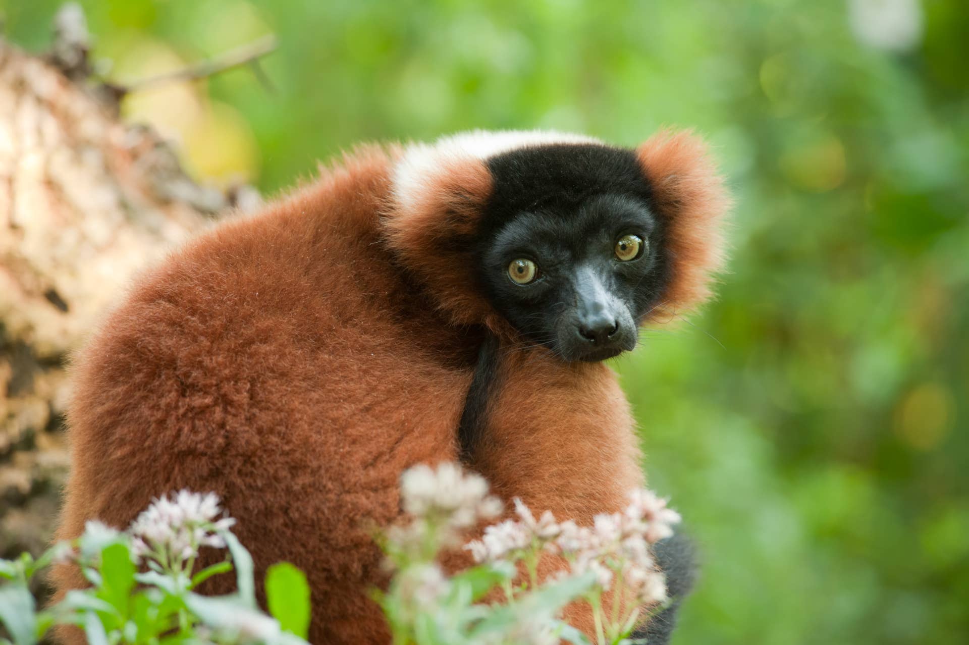 What Is a Bongo? Adorable Rare Baby Animal Born at Texas Zoo Is Melting ...