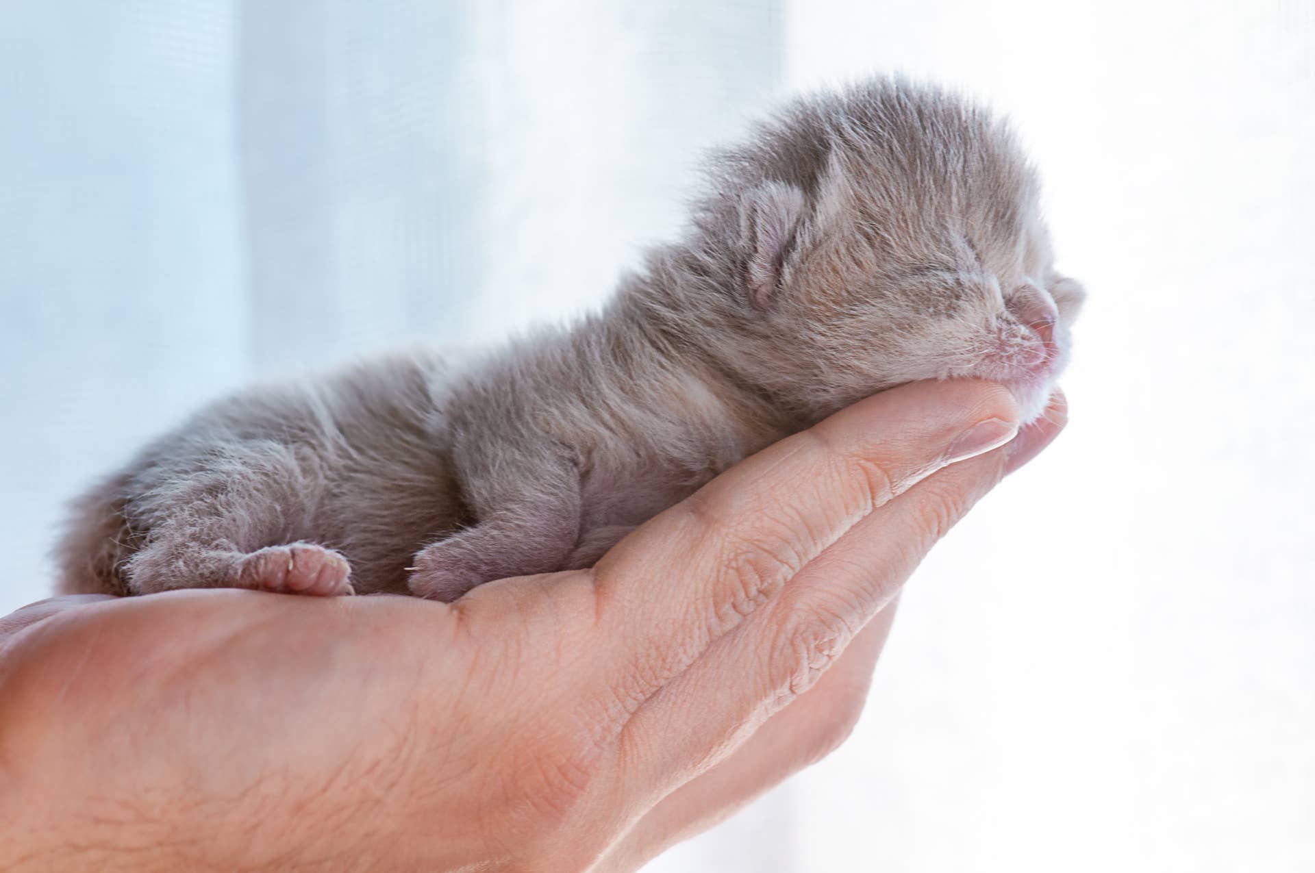 This Tiny Kitten's First-Ever 'Biscuits' Will Be the Best Thing You See ...
