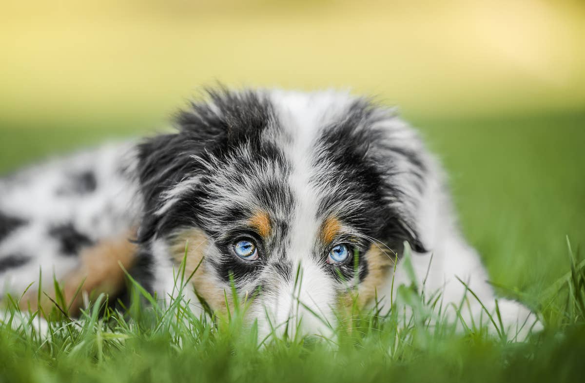 Understanding Dog Language How to Apologize to Your Dog So They Actually Understand You (Trainers ...