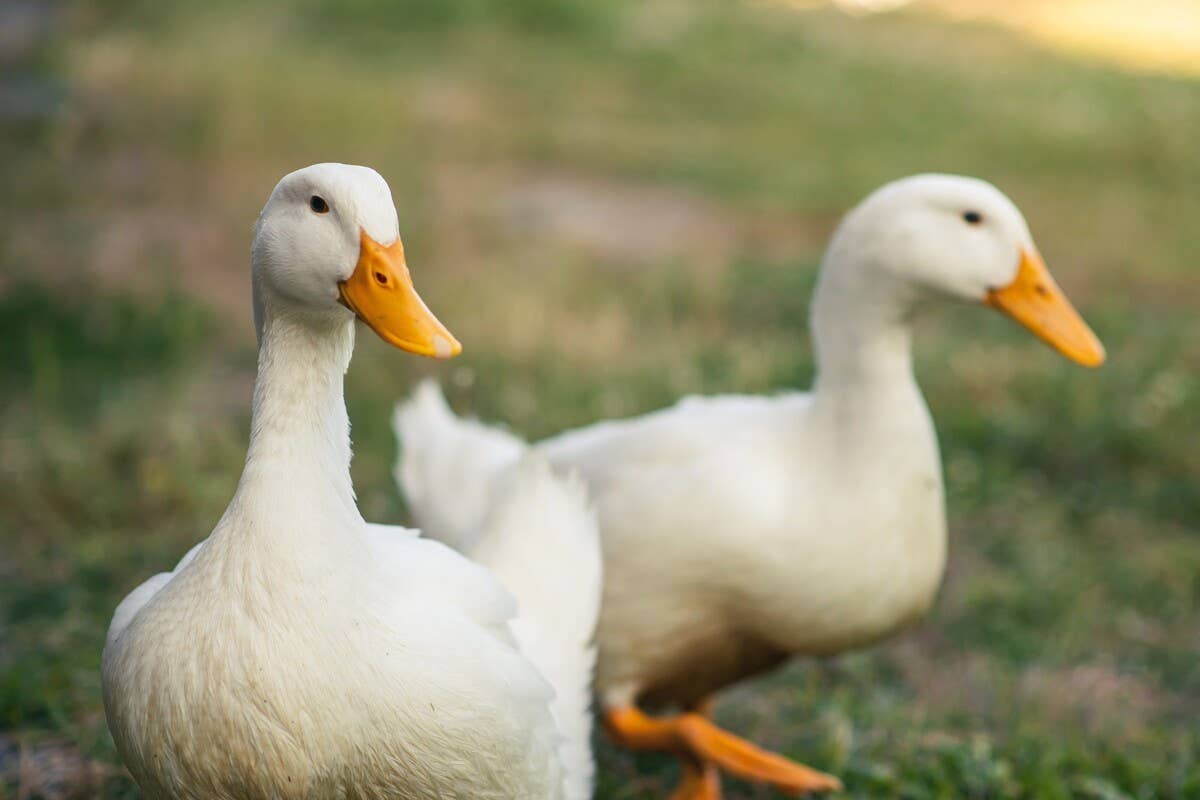 These Ducks Chased Their Dad's Car When He Left for His Honeymoon ...