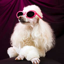 200+ Stylish Dog Names That Sound Elegant and Expensive